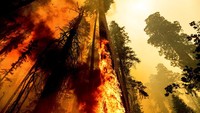 Sementara itu, kebakaran hutan di kawasan California masih terus berlanjut. Api pun terus membesar di kawasan Taman Nasional Sequoia.