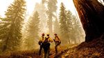 Pohon Raksasa di California Terancam Punah oleh Kebakaran Hutan