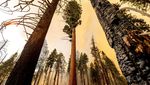Pohon Raksasa di California Terancam Punah oleh Kebakaran Hutan