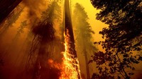 Api membakar pohon raksasa Sequoia di kawasan Taman Nasional Sequoia, California, Amerika Serikat, Minggu (19/9/2021) waktu setempat.