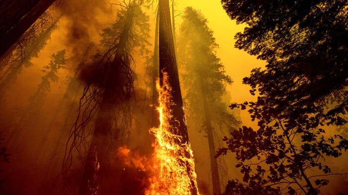 Kebakaran hutan yang melanda California ancam keberadaan pohon terbesar di dunia. Sejumlah upaya dilakukan untuk menyelamatkan pohon raksasa itu dari amukan api