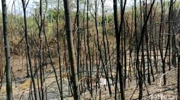 Sumur minyak ilegal di Kabupaten Batanghari, Jambi, terbakar. Kobaran api memicu terjadinya karhutla. Seorang oknum polisi diamankan karena diduga terlibat. (dok Istimewa)