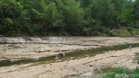 Sebagian lagi tampak anak-anak tengah bermain air di sungai tersebut dengan riang gembira. Sedangkan orangtua anak-anak itu terlihat sedang mengawasi sembari berswafoto di sungai Oya. (Pradito Rida Pertana/detikTravel)