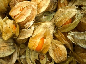 Ramai di X, Apa Itu Ciplukan? Dulu Gratisan Kini Mahal