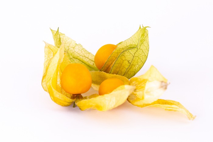 5 Fakta Ciplukan, Buah Eksotis Kaya Manfaat untuk Tingkatkan Imunitas 5 Fakta Ciplukan, Buah Eksotis Kaya Manfaat untuk Tingkatkan Imunitas