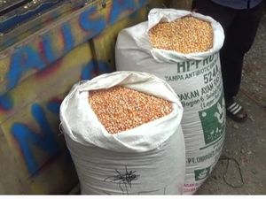 SPHP Jagung Rp 5.500/Kg untuk Peternak Diperpanjang hingga Januari 2026