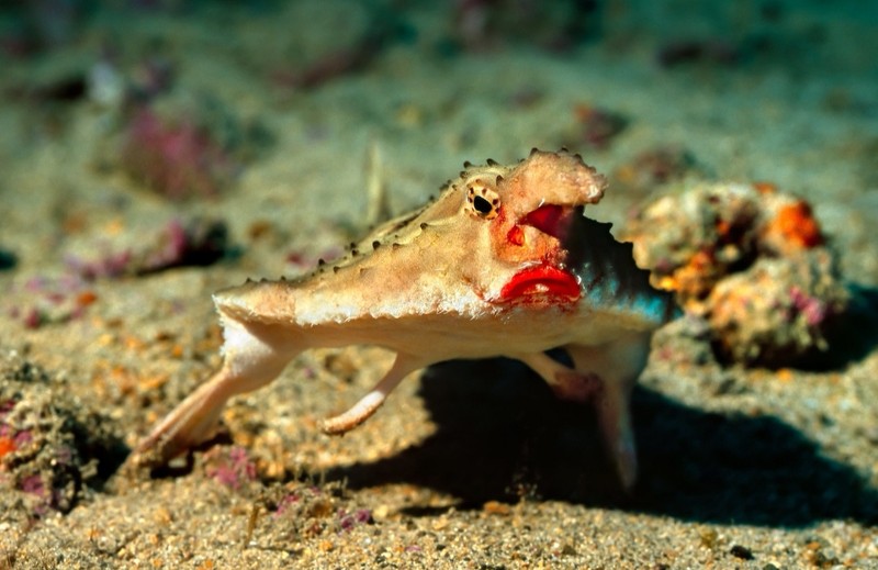 fotoinet wajah aneh hewan tampak seperti alien