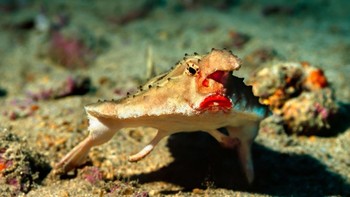 Satwa laut ini bernama Red-lipped Batfish atau ikan kelelawar memiliki wajah unik terutama di bagian bibirnya yang terlihat merah merona seperti menggunakan lipstick. Foto: Brightside