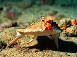 Deretan Hewan Berwajah Aneh Bak Alien