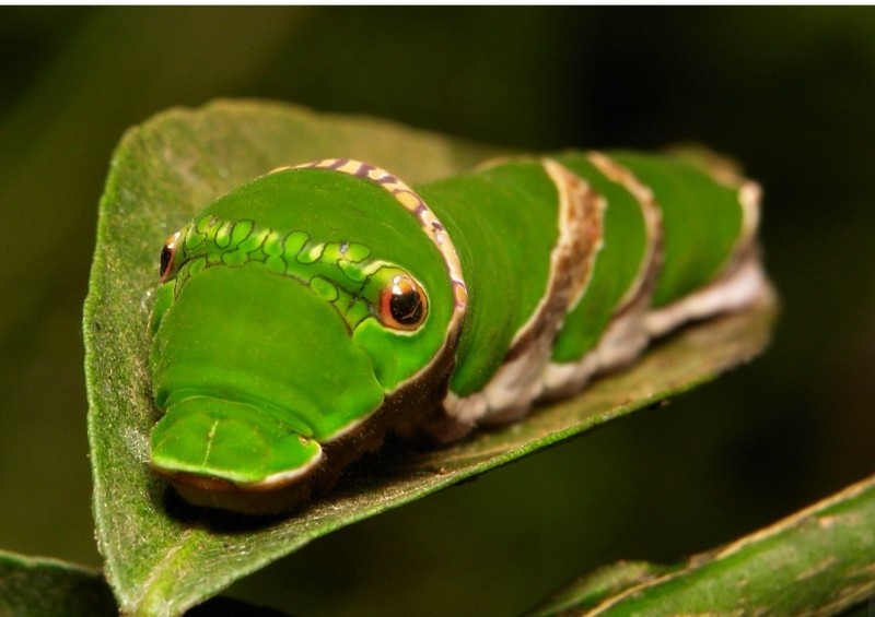 fotoinet wajah aneh hewan tampak seperti alien