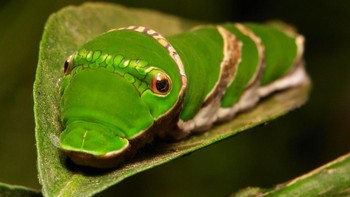 Ulat yang berkamuflase bagai ular. Foto: Brightside