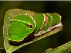 Deretan Hewan Berwajah Aneh Bak Alien