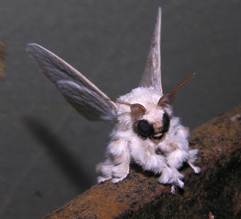 fotoinet wajah aneh hewan tampak seperti alien