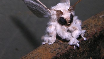 Ngengat yang lebih mirip Pokemon. Foto: Brightside