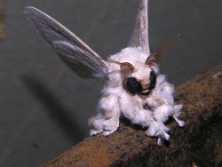 Deretan Hewan Berwajah Aneh Bak Alien