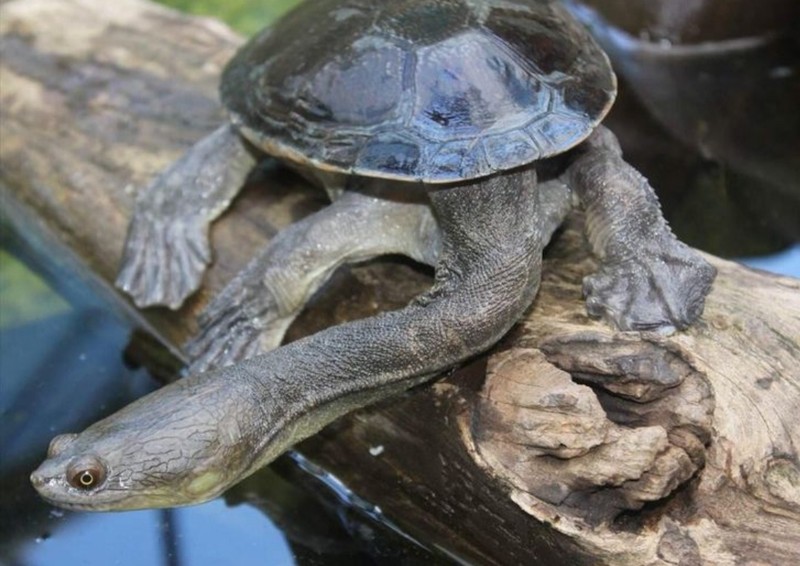 fotoinet wajah aneh hewan tampak seperti alien