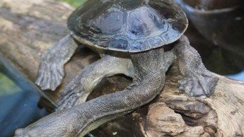 Kura-kura berleher panjang terlihat hampir seperti ular. Foto: Brightside