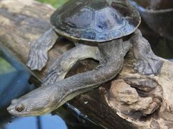 Deretan Hewan Berwajah Aneh Bak Alien