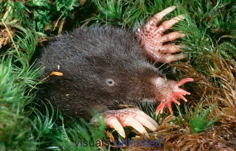 fotoinet wajah aneh hewan tampak seperti alien