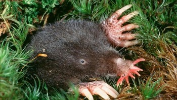 Star Nosed-Mole, sesuai namanya termasuk golongan tikus tanah memiliki bentuk hidung unik berbentuk bintang. Foto: Brightside
