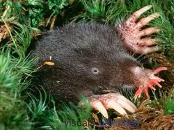 Deretan Hewan Berwajah Aneh Bak Alien