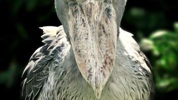 Tatapan mata tajam dari burung paruh sepatu atau dikenal Shoebill.Foto: Brightside