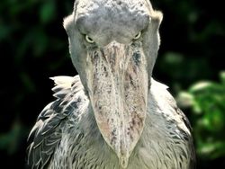 Deretan Hewan Berwajah Aneh Bak Alien