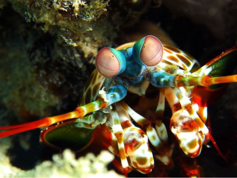 fotoinet wajah aneh hewan tampak seperti alien