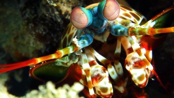 Ini adalah jenis udang belalang merah yang hidup di dalam lautan. Foto: Brightside