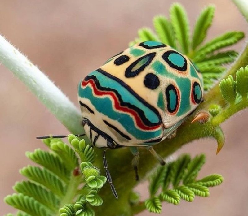 fotoinet wajah aneh hewan tampak seperti alien