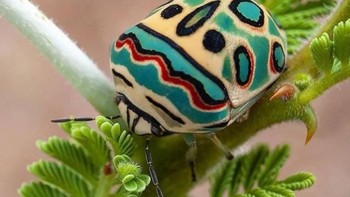 Cantiknya kumbang Picasso, di mana badannya seperti dilukis. Foto: Brightside