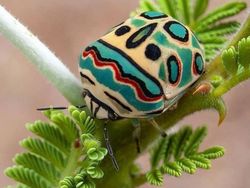 Deretan Hewan Berwajah Aneh Bak Alien