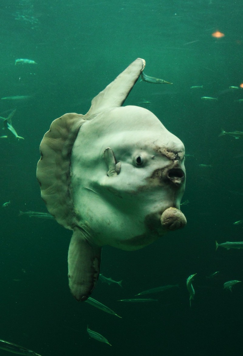 fotoinet wajah aneh hewan tampak seperti alien