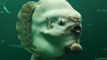 Ikan Moa-mola atau dikenal juga dengan nama Sunfish yang berarti ikan matahari ini disebut demikian karena kegemarannya berjemur. Foto: Brightside