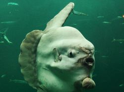 Deretan Hewan Berwajah Aneh Bak Alien