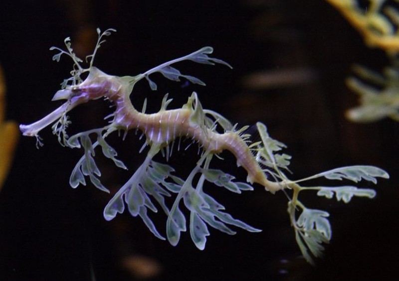 fotoinet wajah aneh hewan tampak seperti alien