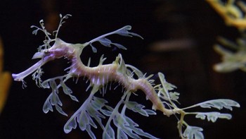 Bukan rumput laut, tapi ini namanya naga laut berdaun lho. Foto: Brightside