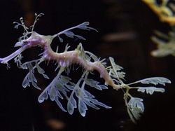 Deretan Hewan Berwajah Aneh Bak Alien