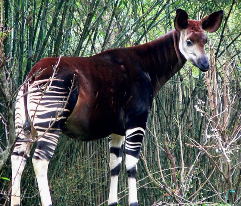 fotoinet wajah aneh hewan tampak seperti alien