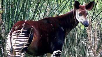 Okapi (Okapia johnstoni) adalah hewan endemik Afrika bagian Tengah. Sebagain badannya mirip dengan tubuh Zebra. Foto: Brightside