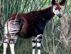 Deretan Hewan Berwajah Aneh Bak Alien