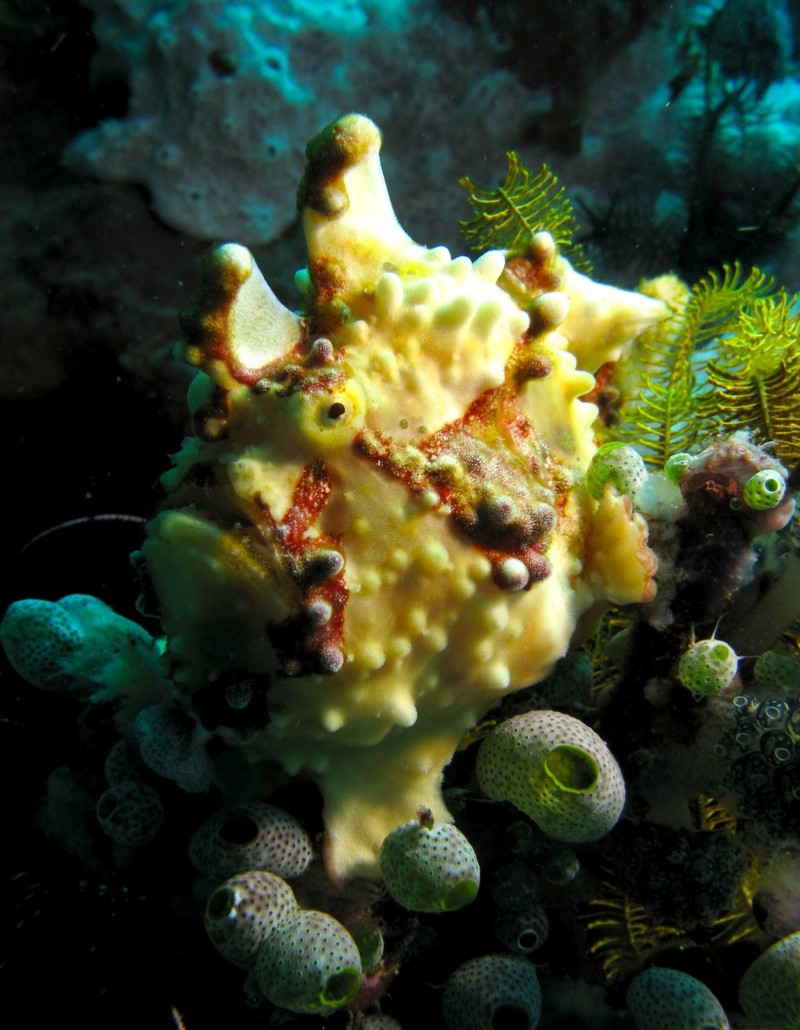 fotoinet wajah aneh hewan tampak seperti alien