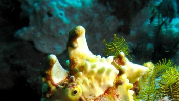 Ikan kodok, famili Antennariidae, adalah spesies pada ordo Lophiiformes. Ikan kodok dapat ditemui hampir di seluruh samudra tropis dan subtropis di seluruh dunia, dengan pengecualian di Laut Tengah. Foto: Brightside