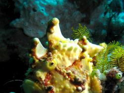 Deretan Hewan Berwajah Aneh Bak Alien