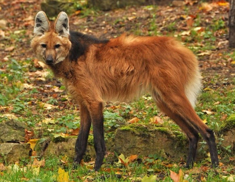 fotoinet wajah aneh hewan tampak seperti alien