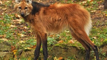 Serigala berawak (Chrysocyon brachyurus) adalah satu-satunya anjing emas dari jenisnya yang mirip dengan rubah. Foto: Brightside