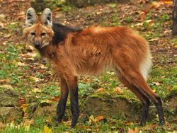 Deretan Hewan Berwajah Aneh Bak Alien