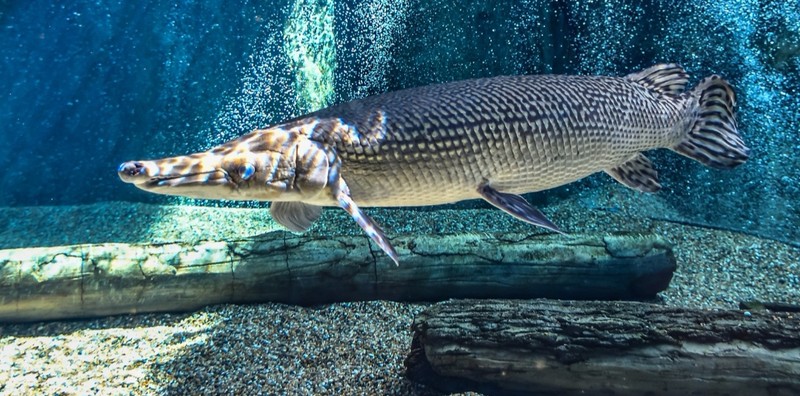 fotoinet wajah aneh hewan tampak seperti alien