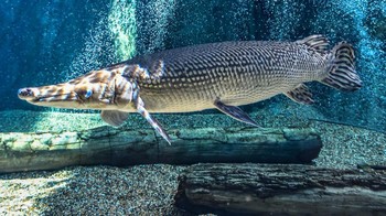 Persilangan antara ikan dan buaya Foto: Brightside