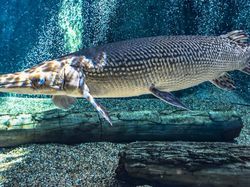 Deretan Hewan Berwajah Aneh Bak Alien